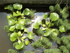RIMG0045.JPG