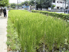 RIMG0023.JPG