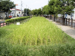 RIMG0024.JPG