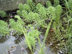 RIMG0036.JPG