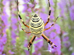 RIMG0040.JPG