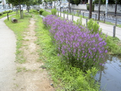 RIMG0035.JPG