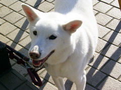 dog.jpg