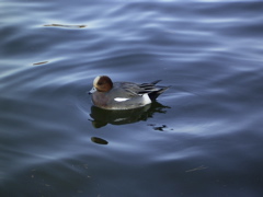 bird1.jpg