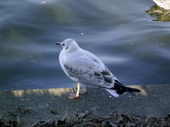 bird2.jpg