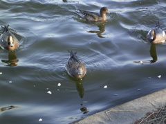 bird3.jpg