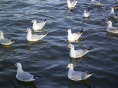 bird4.jpg