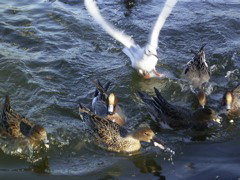 bird7.jpg