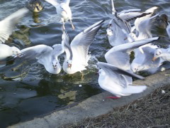 bird8.jpg