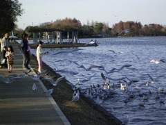 pond4.jpg