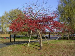 redleave.jpg
