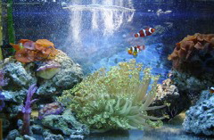 aquarium1.jpg